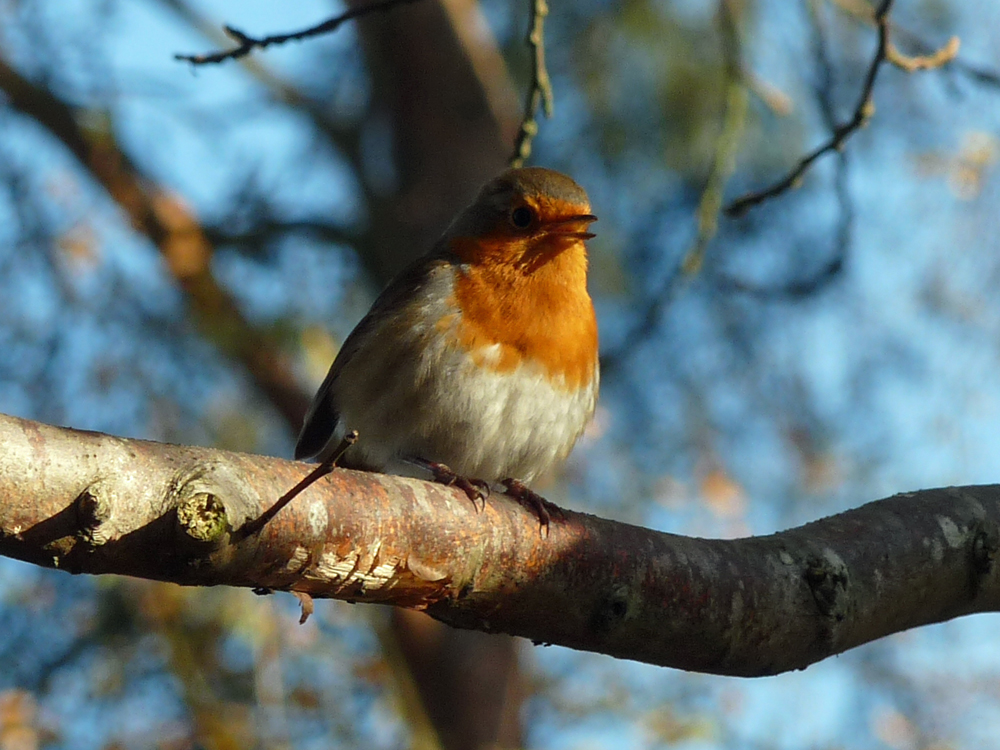 Robin